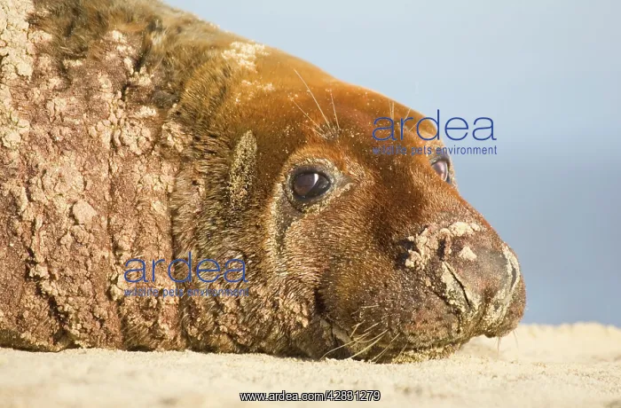 : Grey Seal - bull resting on beach : Grey Seal - bull resting on beach