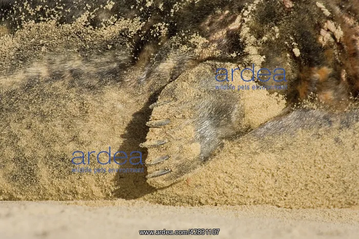 : Grey Seal - close up of flipper : Grey Seal - close up of flipper