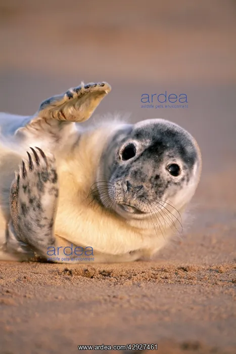 : GREY SEAL - Close-up of face : GREY SEAL - Close-up of face