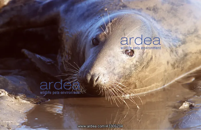 : GREY SEAL - CLOSE-UP OF HEAD : GREY SEAL - CLOSE-UP OF HEAD