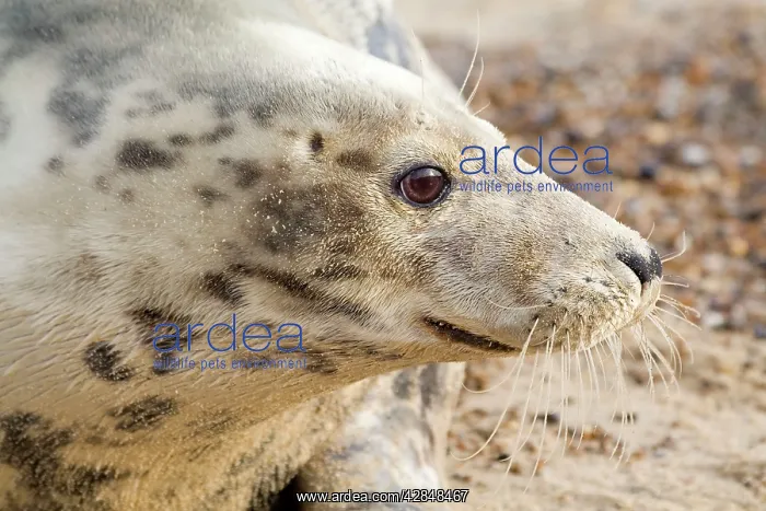 : Grey Seal - Cow : Grey Seal - Cow