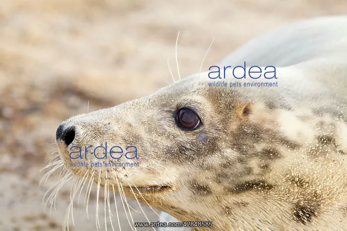 : Grey Seal - Cow : Grey Seal - Cow