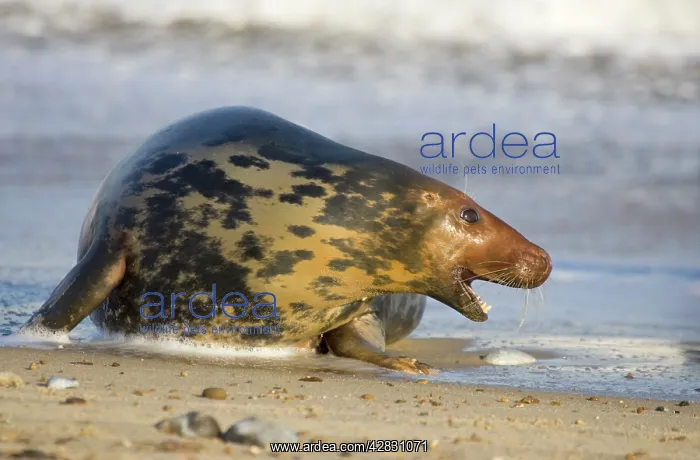 : Grey Seal - cow in agressive posture : Grey Seal - cow in agressive posture