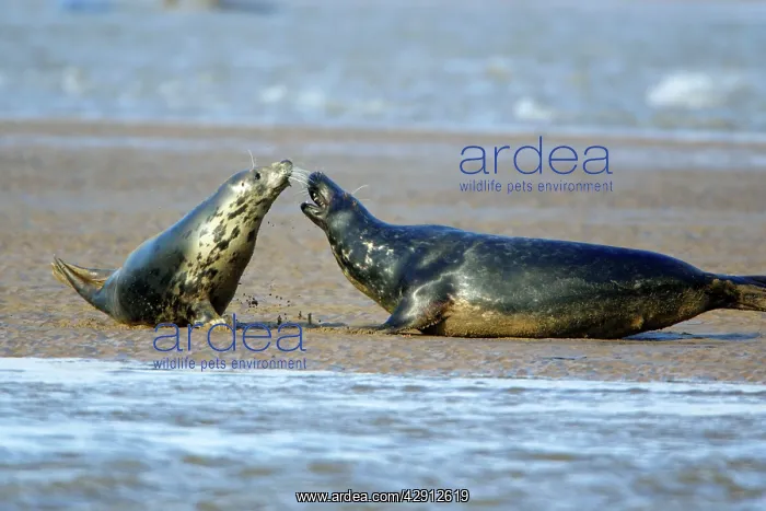 : Grey Seal - cow and bull confrontation during breeding : Grey Seal - cow and bull confrontation during breeding