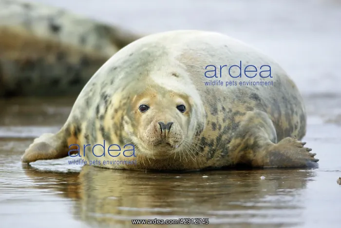 : Grey Seal - cow emerging from sea : Grey Seal - cow emerging from sea