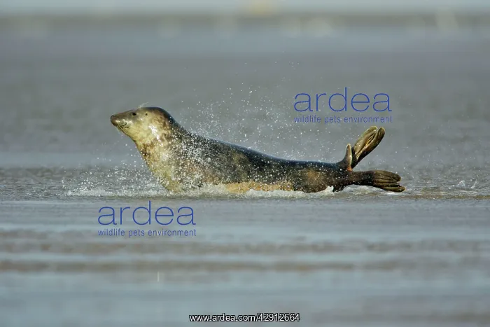 : Grey Seal - cow gliding through shallow sea water : Grey Seal - cow gliding through shallow sea water