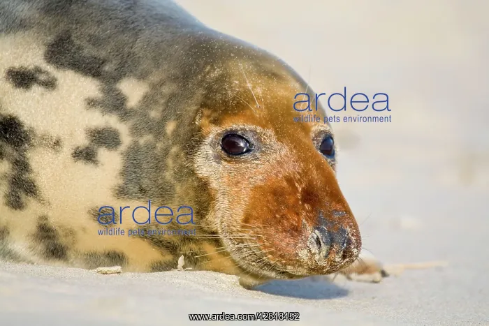 : Grey Seal - cow lying on beach : Grey Seal - cow lying on beach