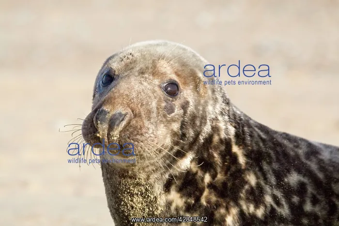: Grey Seal - cow lying on beach : Grey Seal - cow lying on beach
