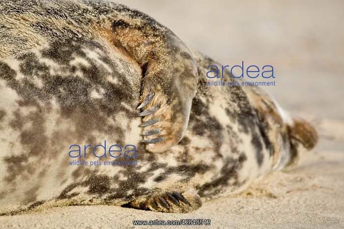 : Grey Seal - cow lying on beach showing front flippers : Grey Seal - cow lying on beach showing front flippers