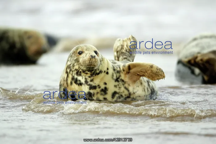 : Grey Seal - cow lying in surf : Grey Seal - cow lying in surf
