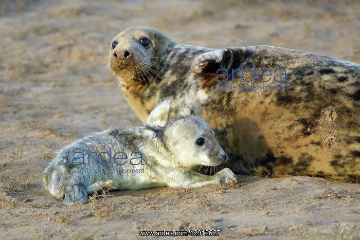 : Grey Seal - cow with newly born pup on beach : Grey Seal - cow with newly born pup on beach