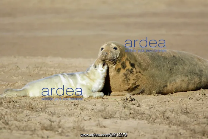 : Grey Seal - cow with pup on beach, Donna Nook seal sanctuary : Grey Seal - cow with pup on beach, Donna Nook seal sanctuary