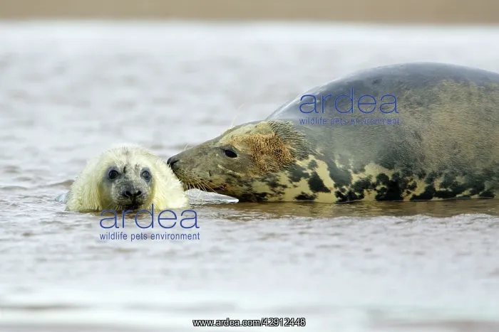 : Grey Seal - cow with pup in sea : Grey Seal - cow with pup in sea