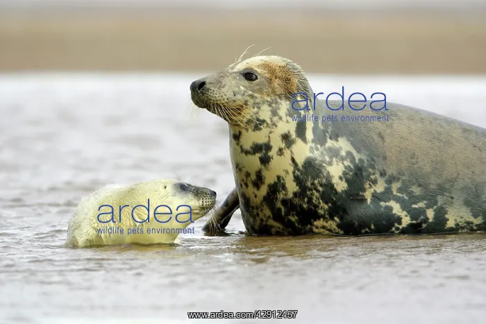 : Grey Seal - cow with pup in sea : Grey Seal - cow with pup in sea