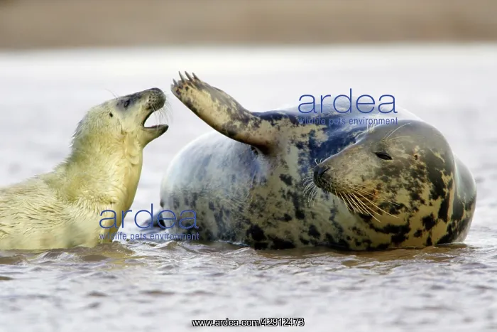 : Grey Seal - cow with pup in sea : Grey Seal - cow with pup in sea