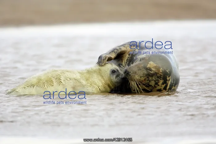 : Grey Seal - cow with pup in sea, Donna Nook seal sanctuary : Grey Seal - cow with pup in sea, Donna Nook seal sanctuary