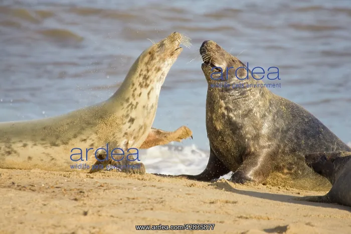 : Grey Seal - Cow Resisting Attention of Bull : Grey Seal - Cow Resisting Attention of Bull