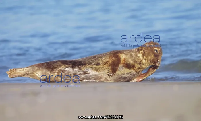 : Grey Seal - Cow resting on breeding beach : Grey Seal - Cow resting on breeding beach