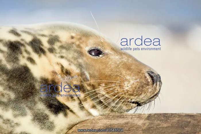 : Grey Seal - cow resting head on wooden groyne : Grey Seal - cow resting head on wooden groyne