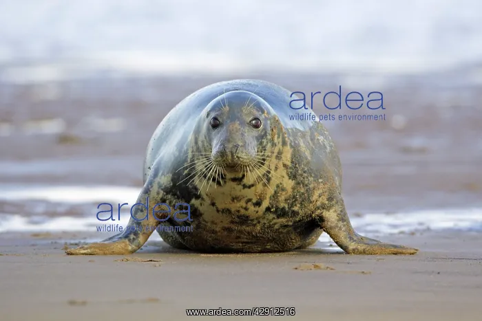 : Grey Seal - cow on sand-bank : Grey Seal - cow on sand-bank