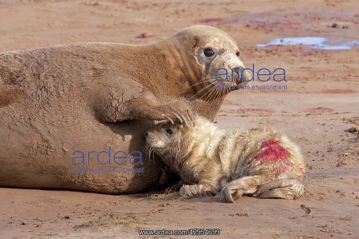  : Grey Seal - cow on a sandy beach with flipper resting