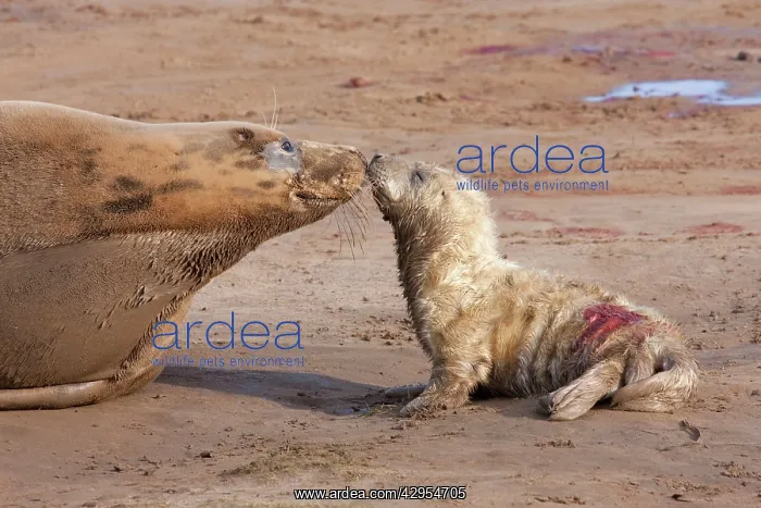 : Grey Seal - cow on a sandy beach nose-to-nose with : Grey Seal - cow on a sandy beach nose-to-nose with