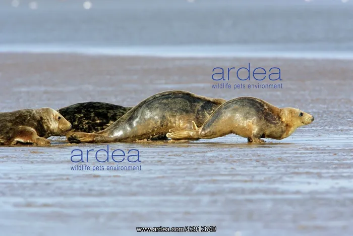 : Grey Seal - cows emerging from the sea onto sand-bank : Grey Seal - cows emerging from the sea onto sand-bank
