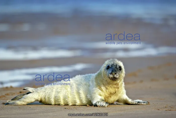 : Grey Seal - curious pup on sand bank : Grey Seal - curious pup on sand bank