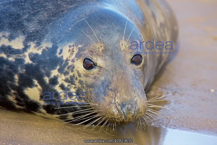 : Grey Seal - female on beach during mating season : Grey Seal - female on beach during mating season