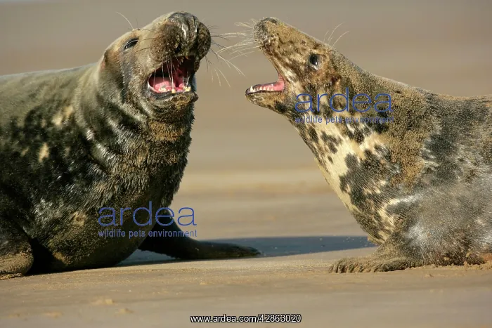 : Grey Seal - female warding off courting bull : Grey Seal - female warding off courting bull