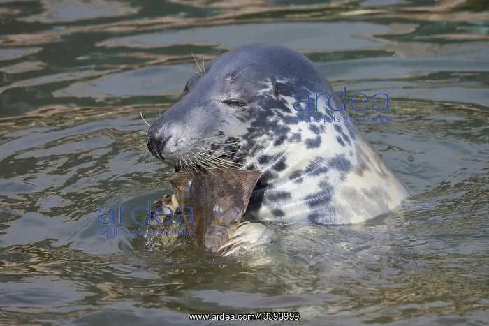 : Grey Seal fish : Grey Seal fish