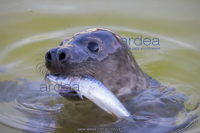 : Grey Seal Fish : Grey Seal Fish