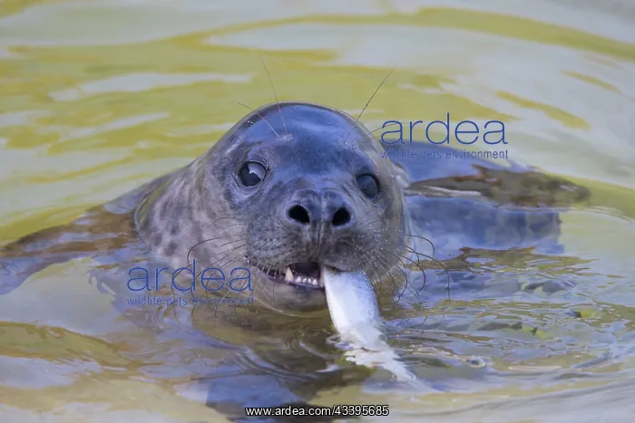 : Grey Seal Fish : Grey Seal Fish