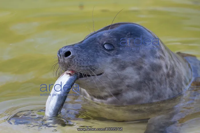 : Grey Seal Fish : Grey Seal Fish