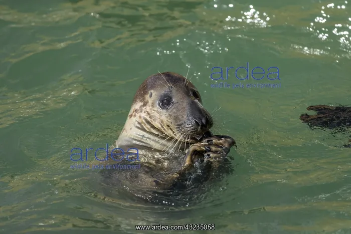 : Grey Seal - With Fish - Sheltand - UK : Grey Seal - With Fish - Sheltand - UK