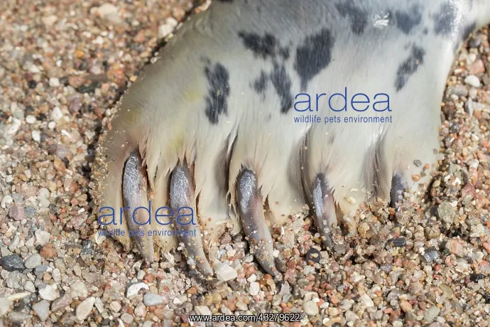 : Grey Seal - detail of flipper - Germany : Grey Seal - detail of flipper - Germany
