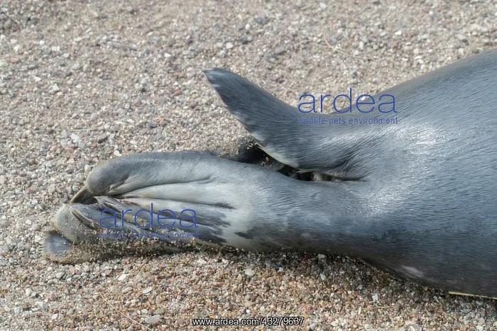 : Grey Seal - detail of flipper - Germany : Grey Seal - detail of flipper - Germany