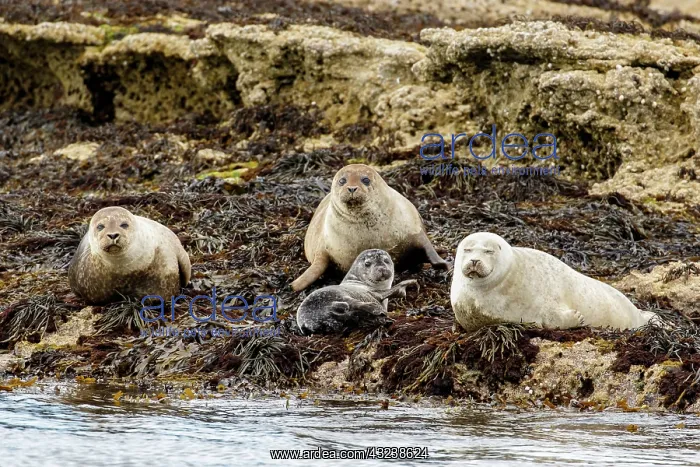 : Grey Seal group resting on cliffs Mull Island : Grey Seal group resting on cliffs Mull Island
