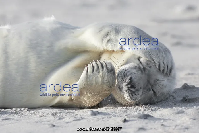: Grey seal (Halichoerus grypus), Insel Dane, Helgoland : Grey seal (Halichoerus grypus), Insel Dane, Helgoland