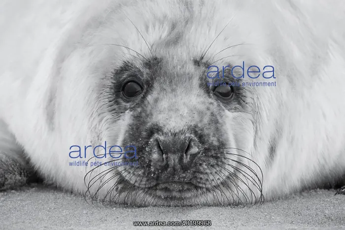 : Grey seal (Halichoerus grypus), Insel Dane, Helgoland : Grey seal (Halichoerus grypus), Insel Dane, Helgoland