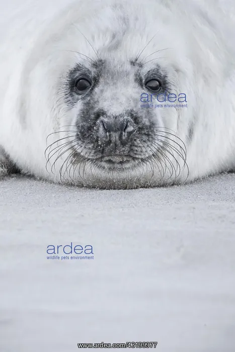  : Grey seal (Halichoerus grypus), Insel Dane, Helgoland