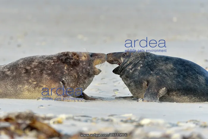 : Grey Seal (Halichoerus grypus), fighting Male, Mating : Grey Seal (Halichoerus grypus), fighting Male, Mating
