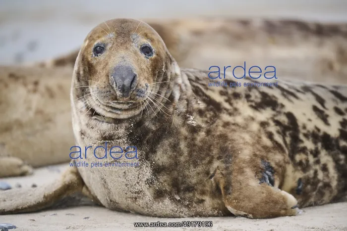 : Grey seal (Halichoerus grypus) : Grey seal (Halichoerus grypus)
