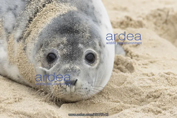 : Grey seal (Halichoerus grypus) adult animal resting on a sandy beach : Grey seal (Halichoerus grypus) adult animal resting on a sandy beach