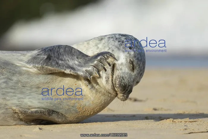 : Grey seal (Halichoerus grypus) adult animal scratching : Grey seal (Halichoerus grypus) adult animal scratching