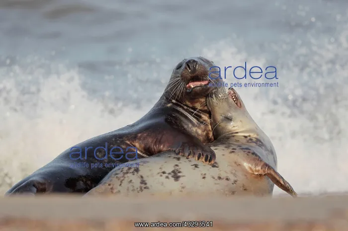 : Grey Seal (Halichoerus grypus) adult pair, courting : Grey Seal (Halichoerus grypus) adult pair, courting