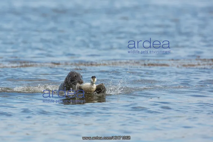 : Grey seal (Halichoerus grypus) attacking a Common : Grey seal (Halichoerus grypus) attacking a Common