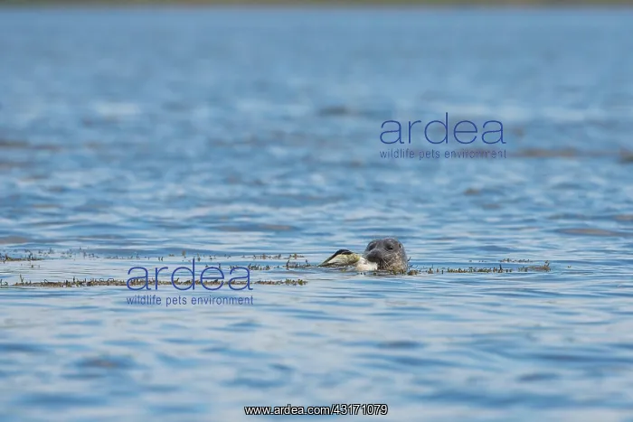 : Grey seal (Halichoerus grypus) attacking a Common : Grey seal (Halichoerus grypus) attacking a Common