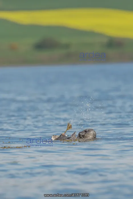  : Grey seal (Halichoerus grypus) attacking a Common