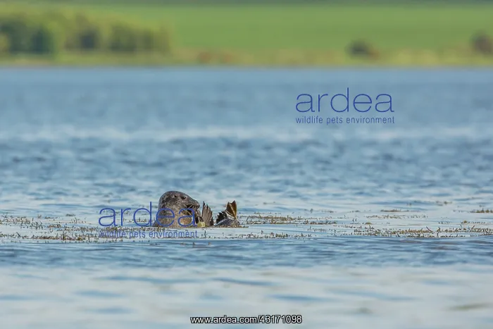 : Grey seal (Halichoerus grypus) attacking a Common : Grey seal (Halichoerus grypus) attacking a Common